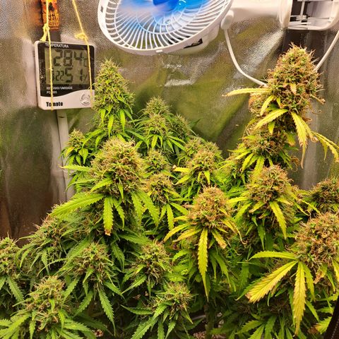 Sadie/Big Z/Suco de Fruta growlog timeline photo
