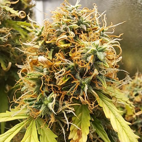 Sadie/Big Z/Suco de Fruta growlog timeline photo