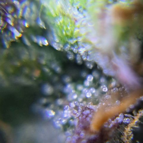 Sadie/Big Z/Suco de Fruta growlog timeline photo