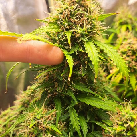 Sadie/Big Z/Suco de Fruta growlog timeline photo