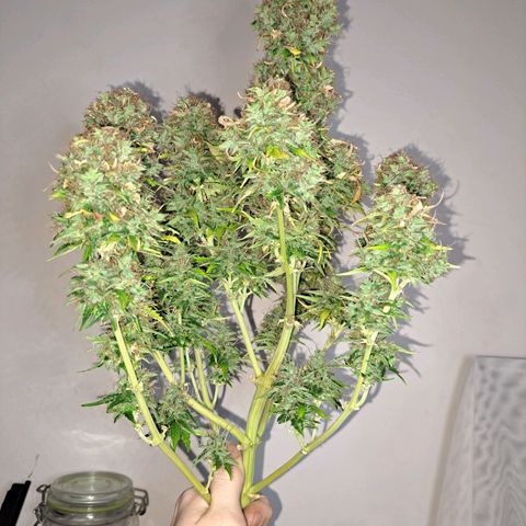 Sadie/Big Z/Suco de Fruta growlog timeline photo