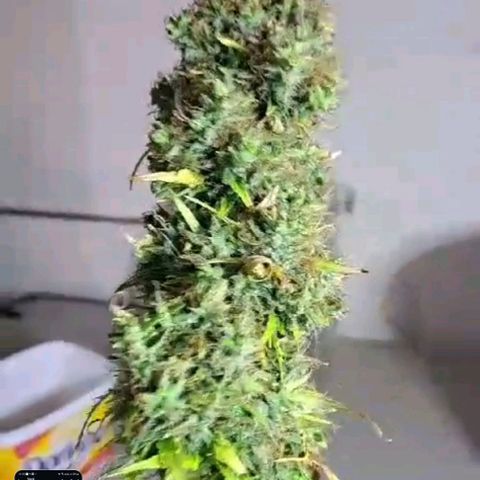 Sadie/Big Z/Suco de Fruta growlog timeline photo