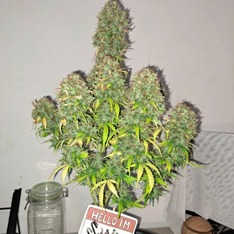 Sadie/Big Z/Suco de Fruta growlog timeline photo