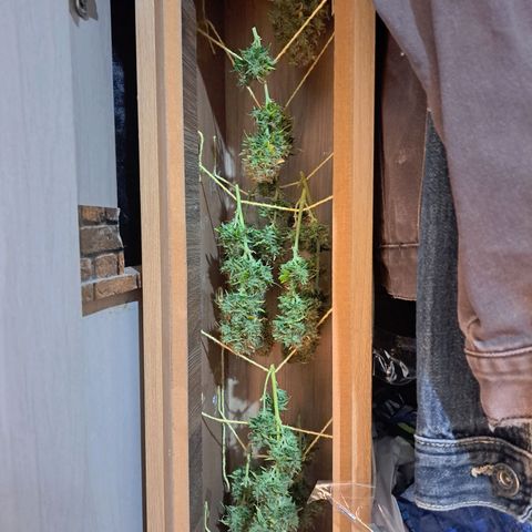 Sadie/Big Z/Suco de Fruta growlog timeline photo