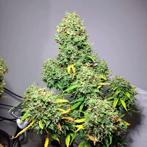 Sadie/Big Z/Suco de Fruta growlog timeline photo