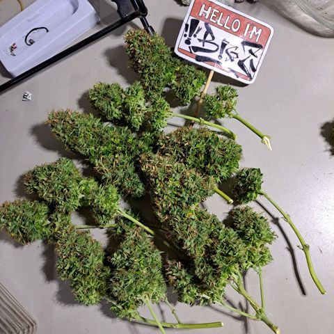 Sadie/Big Z/Suco de Fruta growlog timeline photo