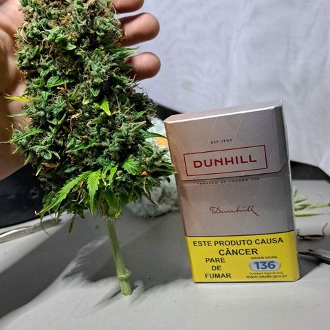 Sadie/Big Z/Suco de Fruta growlog timeline photo