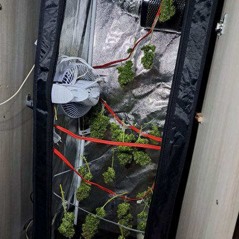 Sadie/Big Z/Suco de Fruta growlog timeline photo