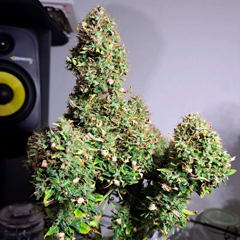 Sadie/Big Z/Suco de Fruta growlog timeline photo