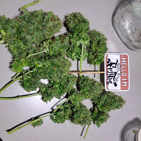 Sadie/Big Z/Suco de Fruta growlog timeline photo