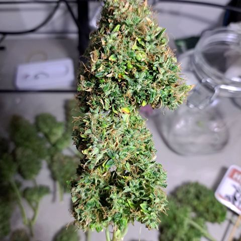 Sadie/Big Z/Suco de Fruta growlog timeline photo
