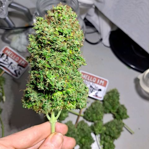 Sadie/Big Z/Suco de Fruta growlog timeline photo