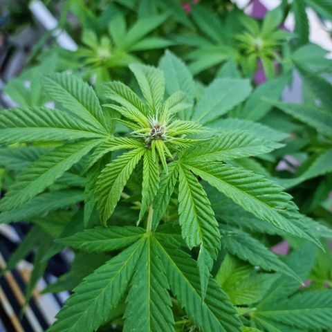 Red Skittlez growlog timeline photo