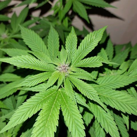 Red Skittlez growlog timeline photo