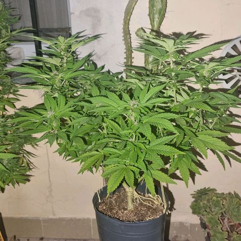 Red Skittlez growlog photo: Así se ve la planta desde arriba y el costado. Tendría que hacer una poda de bajos