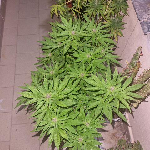 Red Skittlez growlog photo: Así se ve la planta desde arriba y el costado. Tendría que hacer una poda de bajos