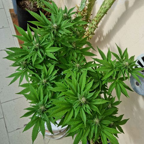 Red Skittlez growlog photo: Seguimiento flora. Según Sur Genetics dura entre 55 a 60 días, por lo cuál estamos aproximadamente por la mitad. La planta es divina.