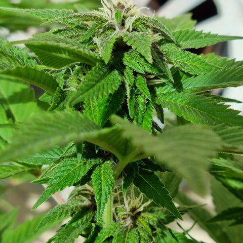 Red Skittlez growlog photo: Seguimiento flora. Según Sur Genetics dura entre 55 a 60 días, por lo cuál estamos aproximadamente por la mitad. La planta es divina.