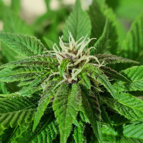 Red Skittlez growlog photo: Seguimiento flora. Según Sur Genetics dura entre 55 a 60 días, por lo cuál estamos aproximadamente por la mitad. La planta es divina.