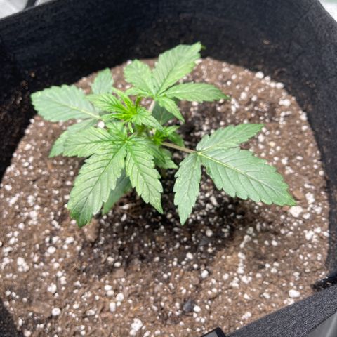 Unknown strain growlog timeline photo
