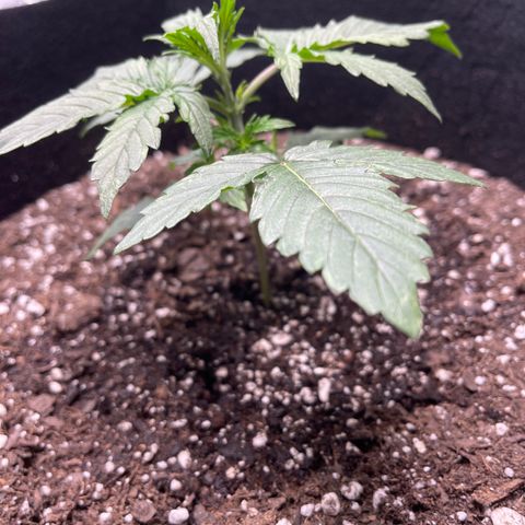 Unknown strain growlog timeline photo
