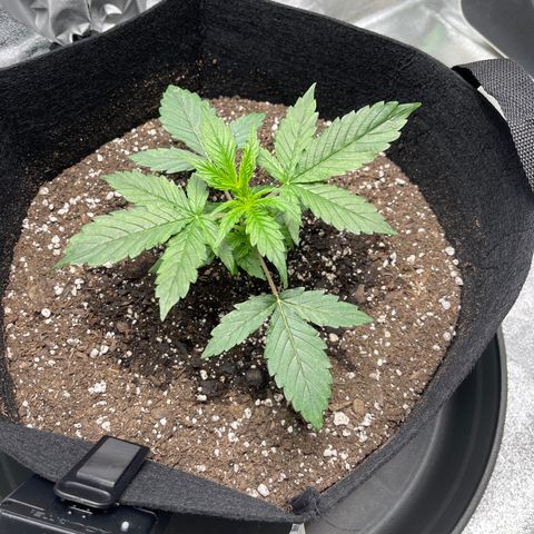 Unknown strain growlog timeline photo