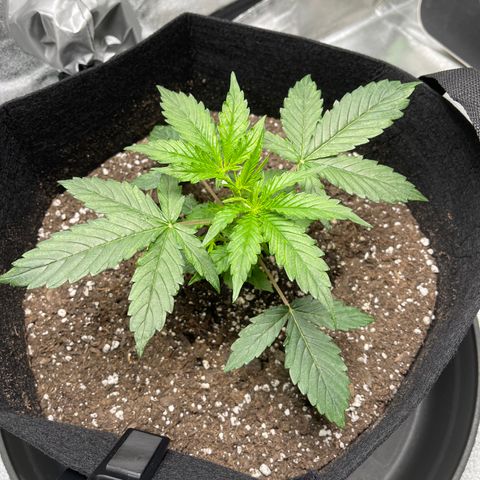 Unknown strain growlog timeline photo