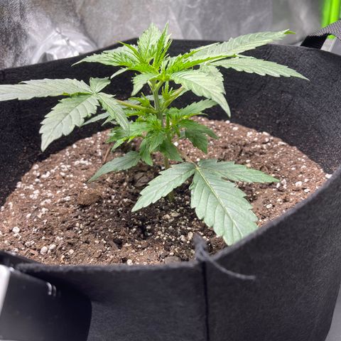Unknown strain growlog timeline photo