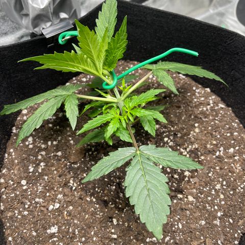 Unknown strain growlog timeline photo