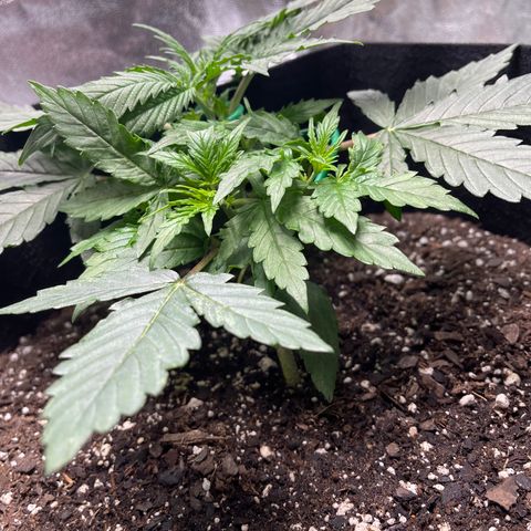 Unknown strain growlog timeline photo