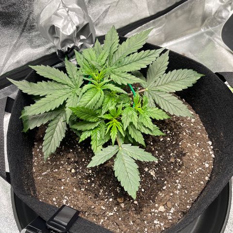 Unknown strain growlog timeline photo