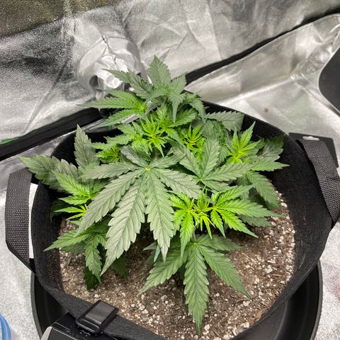 Unknown strain growlog timeline photo