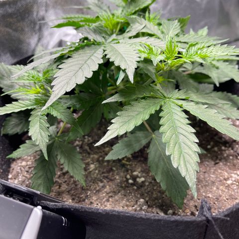 Unknown strain growlog timeline photo