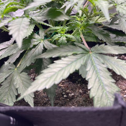 Unknown strain growlog timeline photo