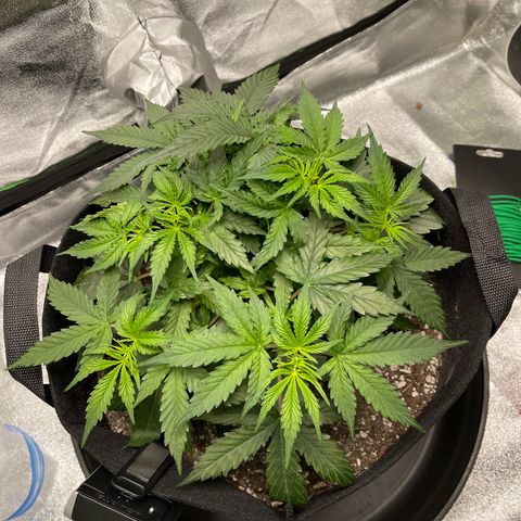 Unknown strain growlog timeline photo