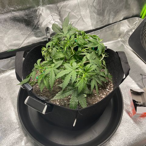 Unknown strain growlog timeline photo