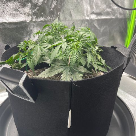 Unknown strain growlog timeline photo