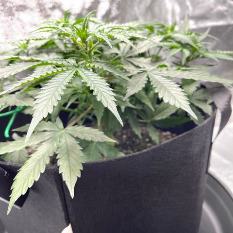 Unknown strain growlog timeline photo