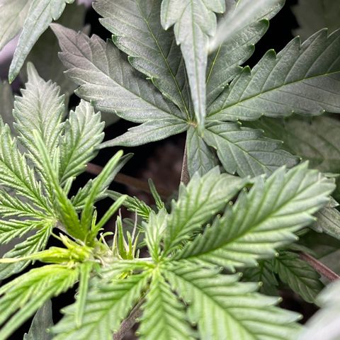 Unknown strain growlog timeline photo