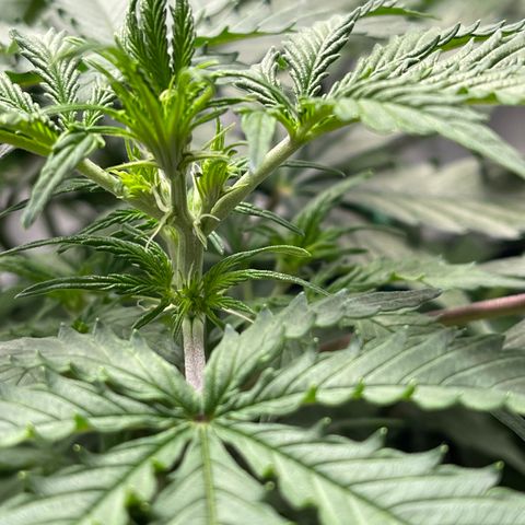 Unknown strain growlog timeline photo