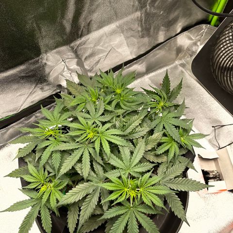 Unknown strain growlog timeline photo