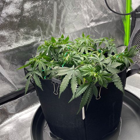 Unknown strain growlog timeline photo