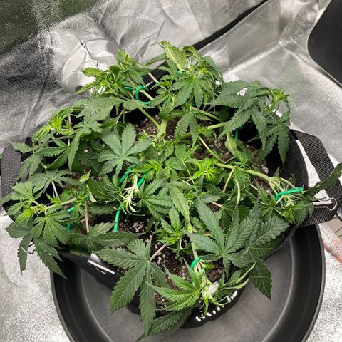 Unknown strain growlog timeline photo