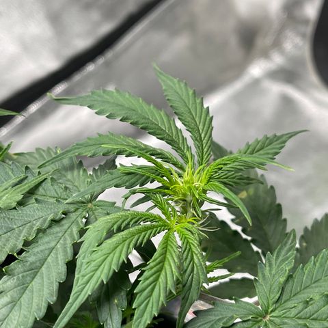 Unknown strain growlog timeline photo