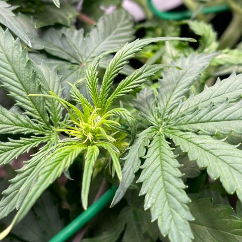 Unknown strain growlog timeline photo