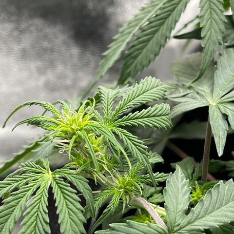 Unknown strain growlog timeline photo