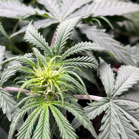 Unknown strain growlog timeline photo