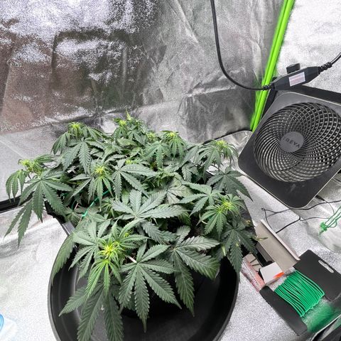 Unknown strain growlog timeline photo