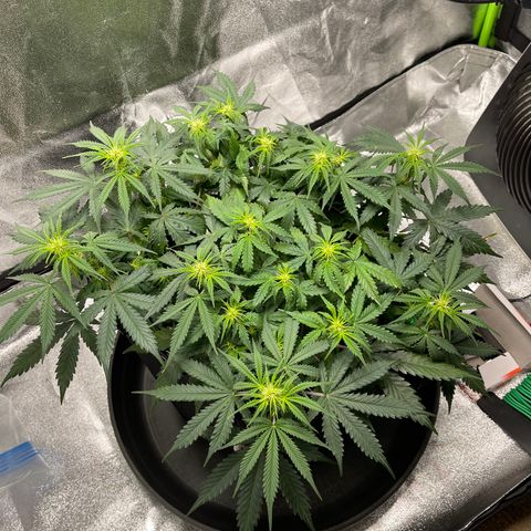 Unknown strain growlog timeline photo