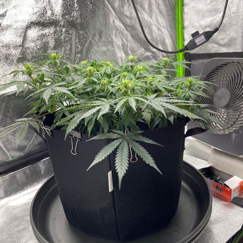 Unknown strain growlog timeline photo